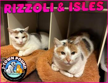 Domestic Short Hair Cats Available for Adoption - Rizzoli & Isles, Matching Sleepy Calicos | PetCurious
