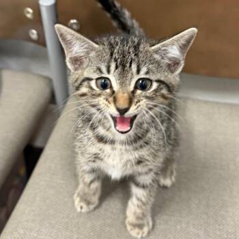 Gage -  Domestic Short Hair Cat for Adoption in Midland, Texas - Gage | PetCurious