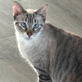 Austin -  Siamese and Tabby Cat Available for Adoption in Lampasas, Texas - Austin | PetCurious