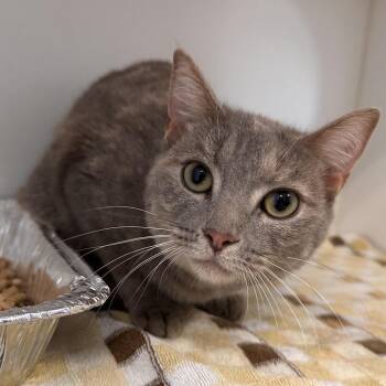 Domestic Short Hair Cats Available for Adoption in Greensboro, North Carolina - Opal | PetCurious