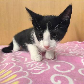 Arthur -  Domestic Short Hair Cat for Adoption in Brentwood, Missouri - Arthur | PetCurious