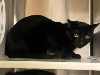 Domestic Short Hair Cats Available for Adoption in Tustin, California - SMOKY | PetCurious