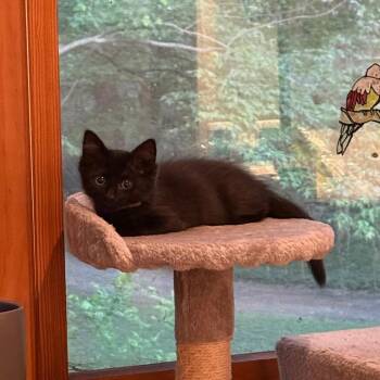 Domestic Medium Hair Cats Available for Adoption in Silver Spring, Maryland - Saturn | PetCurious