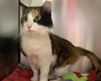 Rescue Domestic Short Hair Cats for Adoption in Raleigh, North Carolina - NODA | PetCurious