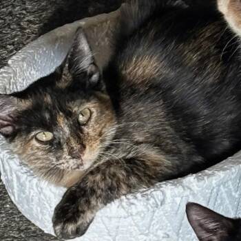 Torta -  Domestic Short Hair Cat for Adoption in Tucson, Arizona - Torta | PetCurious