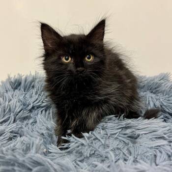 Shirley Temple -  Domestic Medium Hair Cat for Adoption in East Hampton, New York - Shirley Temple | PetCurious