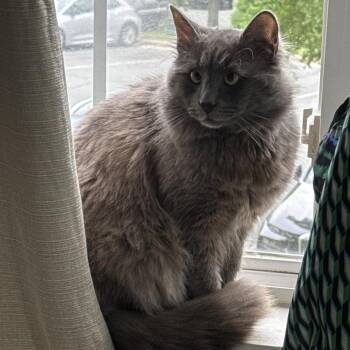 Smokey -  Domestic Long Hair Cat for Adoption in Winston-salem, North Carolina - Smokey | PetCurious
