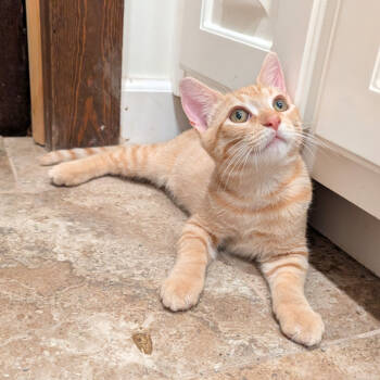 Rescue Domestic Short Hair Cats for Adoption in Starkville, Mississippi - Lock | PetCurious