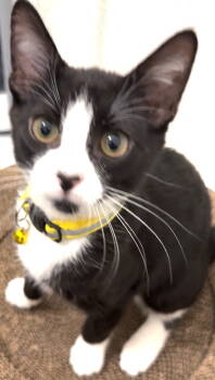 Rescue Domestic Short Hair and Tuxedo Cats for Adoption in Frisco, Texas - Sophia S | PetCurious