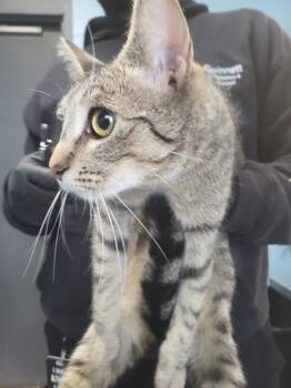 Domestic Short Hair Cats Available for Adoption in Lawrenceville, Georgia - If-5 | PetCurious