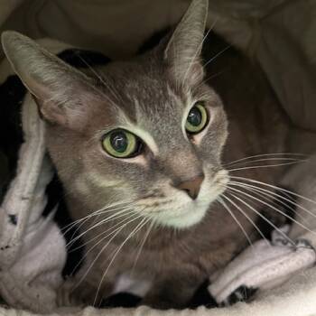 Rescue Domestic Short Hair Cats for Adoption in Cumming, Georgia - Nico | PetCurious