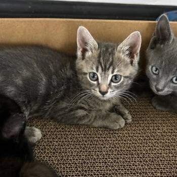 Snoqualmie -  Domestic Short Hair Cat for Adoption in Fayetteville, Georgia - Snoqualmie | PetCurious