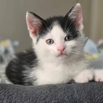 Pip -  Domestic Short Hair Cat for Adoption in Pardeeville, Wisconsin - Pip | PetCurious