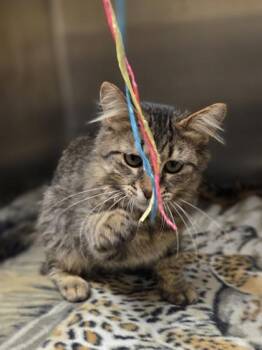 Aaron -  Domestic Long Hair and Domestic Short Hair Cat for Adoption in Westland, Michigan - Aaron | PetCurious