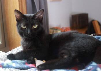 Velvet -  Domestic Short Hair Cat for Adoption in Skyline, Minnesota - Velvet | PetCurious