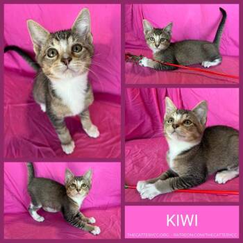 Kiwi -  Domestic Short Hair Cat for Adoption in Corpus Christi, Texas - Kiwi | PetCurious