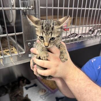 1098-c26 -  Domestic Short Hair Cat for Adoption in Port Charlotte, Florida - 1098-c26 | PetCurious