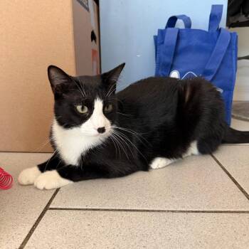 Pedro -  Domestic Short Hair Cat for Adoption in Long Beach, California - Pedro | PetCurious