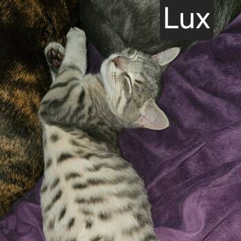 Lux -  Domestic Short Hair Cat for Adoption in Snow Hill, North Carolina - Lux | PetCurious