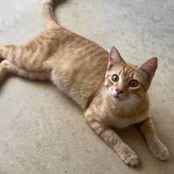 Goku -  Domestic Short Hair Cat for Adoption in Houston, Texas - Goku | PetCurious