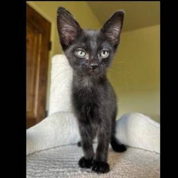 Smoke -  Domestic Short Hair Cat for Adoption in Prescott, Arizona - Smoke | PetCurious