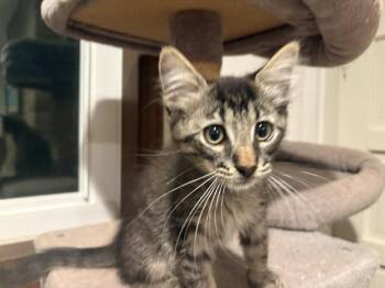 McCoy -  Domestic Short Hair Cat for Adoption in Aurora, Colorado - McCoy | PetCurious