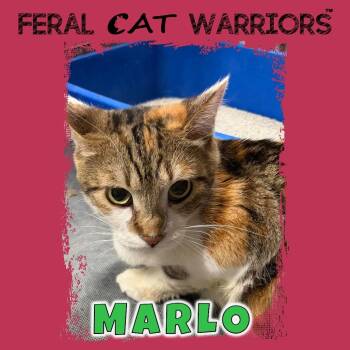Domestic Short Hair Cats Available for Adoption in Kingman, Arizona - Marlo | PetCurious