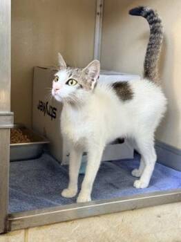 Passenger Princess -  Domestic Short Hair Cat for Adoption in Honolulu, Hawaii - Passenger Princess | PetCurious