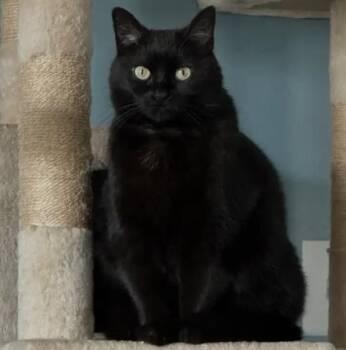 Ebony -  Domestic Short Hair Cat for Adoption in Cincinnati, Ohio - Ebony | PetCurious