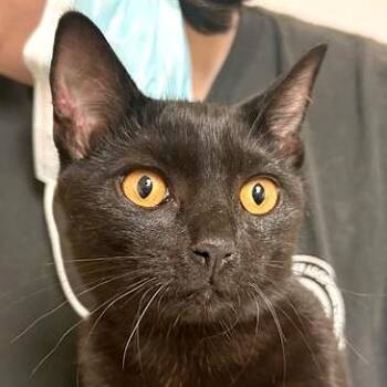 Amber -  Domestic Short Hair Cat for Adoption in Woodinville, Washington - Amber | PetCurious