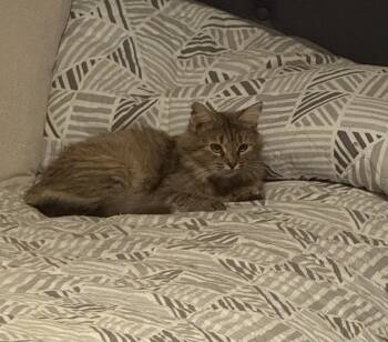 Rescue Domestic Long Hair Cats for Adoption in Plumerville, Arkansas - Rosie | PetCurious