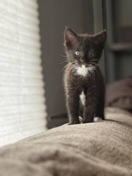 Bootsie -  Tuxedo Cat Available for Adoption in Mansfield, Pennsylvania - Bootsie | PetCurious