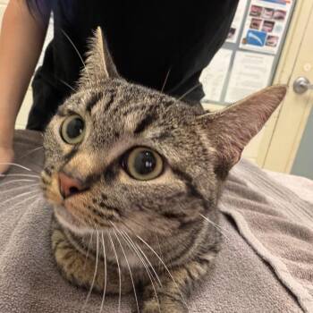 Stormy -  Domestic Short Hair Cat for Adoption in Murray, Utah - Stormy | PetCurious