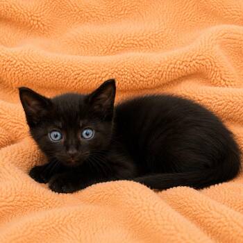 Danny -  Domestic Short Hair Cat for Adoption in Tucson, Arizona - Danny | PetCurious