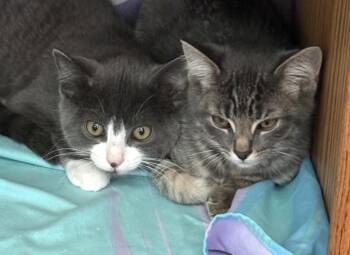 Dill -  Domestic Short Hair Cat for Adoption in Troy, Michigan - Dill | PetCurious
