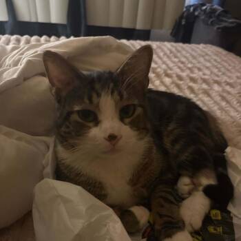 Steve Cat OS NV -  Domestic Short Hair Cat for Adoption in Las Vegas, Nevada - Steve Cat OS NV | PetCurious