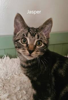 Rescue Domestic Short Hair Cats for Adoption in Millcreek, Utah - Jasper | PetCurious