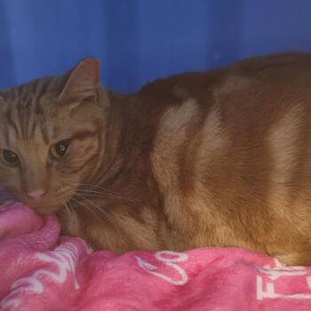 Domestic Short Hair Cats Available for Adoption - Cutie-C | PetCurious