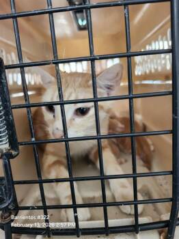 Domestic Short Hair Cats Available for Adoption - OPAL | PetCurious