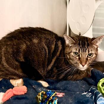 Domestic Short Hair Cats Available for Adoption in Evensville, Tennessee - Charlie | PetCurious