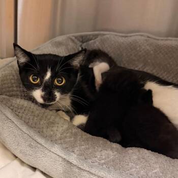 Mimi -  Domestic Short Hair Cat for Adoption in Lynchburg, Virginia - Mimi | PetCurious