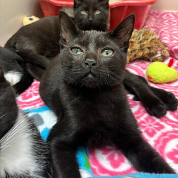 Rescue Domestic Short Hair Cats for Adoption in St. Helena, California - Cowardly Lion | PetCurious