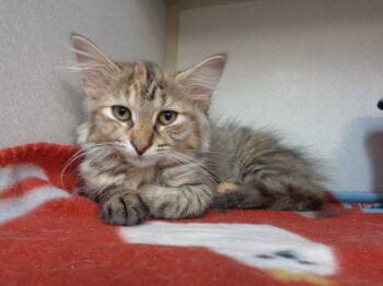 WINERY -  Tiger Cat for Adoption in Delhi, New York - WINERY | PetCurious