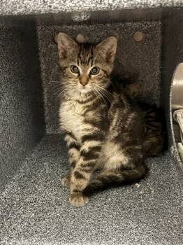 Rescue Domestic Short Hair Cats for Adoption in Henderson, North Carolina - Rowena | PetCurious