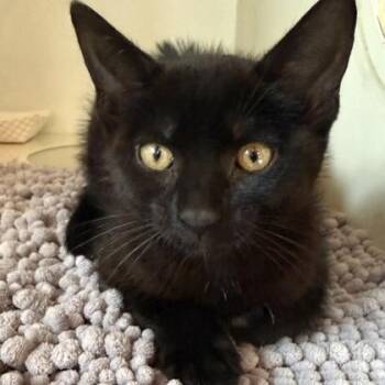 NIMBUS -  Domestic Short Hair Cat for Adoption in Fernandina Beach, Florida - NIMBUS | PetCurious