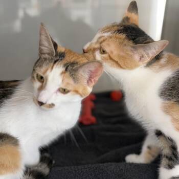 Norma and Nancy -  Domestic Short Hair Cat for Adoption in Fairfax, Virginia - Norma And Nancy | PetCurious