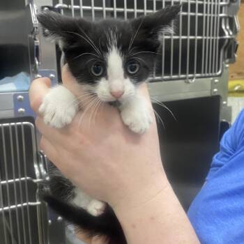 Bee -  Domestic Short Hair Cat for Adoption in Corbin, Kentucky - Bee | PetCurious