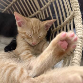 Juicebox -  Domestic Short Hair Cat for Adoption in Seneca, South Carolina - Juicebox | PetCurious