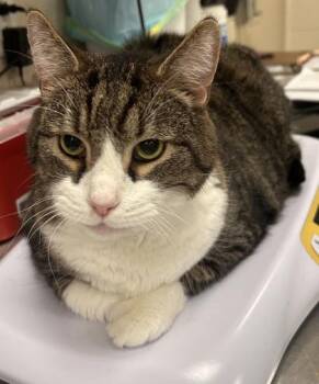 Mater -  Domestic Short Hair Cat for Adoption in Fishers, Indiana - Mater | PetCurious