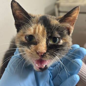 Rescue Domestic Short Hair Cats for Adoption in New York, New York - Rosa | PetCurious